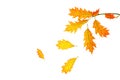 Creative autumn composition made of yellow red leaves and branches on white background, isolated. Royalty Free Stock Photo