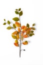 Creative Autumn composition. Tree branch and yellow leaves on a white background.