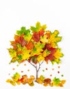 Creative autumn concept. Tree shape made with autumn leaves on white background. Flat lay