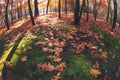 Creative autumn landscape with fallen oak leaves and yellow trees Royalty Free Stock Photo