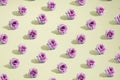 Creative Autumn pattern concept of fresh pink roses. Flowers on pastel yellow background