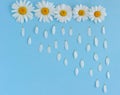 Creative background made of camomile flowers on blue bckground. Rain made of flower petals falling from the sky Royalty Free Stock Photo