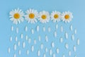 Creative background made of camomile flowers on blue bckground. Rain made of flower petals falling from the sky Royalty Free Stock Photo