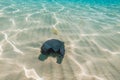 Creative background, plastic bag floating in the ocean, a bag in the water. The concept of environmental pollution, non Royalty Free Stock Photo