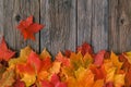 Creative background woth maple leaves Royalty Free Stock Photo