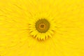 Creative background with yellow sunflower with flying petals top view Flat lay. Harvest time agriculture farming sunflower oil. Royalty Free Stock Photo