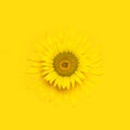 Creative background with yellow sunflower with flying petals top view Flat lay. Harvest time agriculture farming sunflower oil. Royalty Free Stock Photo