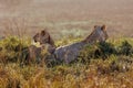 A creative backside photo of a pair of lions sitting in a mud mound overlooking the open savannah