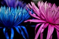 `Be Gentle, Love and Stay together` Blue and Pink flower kept together to create an inspirational image.