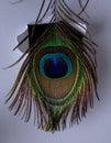 Creative Breakthrough Concept with Peacock Feather Royalty Free Stock Photo