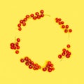 Creative circle made of fresh organic red currant on yellow background. Flat lay arrangement