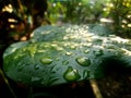 A creative close up of raindrops on a dark green alocasia cucullata leaf