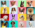 Creative collage of dogs against multicolored backgrounds