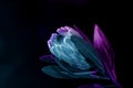 Creative colored Protea Flower against a black background. Blooming King Protea Plant. Exotic Flower Close-up. Floral