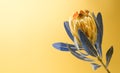 Creative colored Protea Flower against a yellow color background. Blooming King Protea Plant. Exotic Flower Close-up