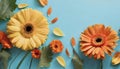 Creative composition of beautiful yellow and orange gerbera flowers with petals on blue background Royalty Free Stock Photo