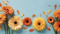 Creative composition of beautiful yellow and orange gerbera flowers with petals on blue background Royalty Free Stock Photo