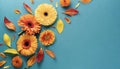 Creative composition of beautiful yellow and orange gerbera flowers with petals on blue background Royalty Free Stock Photo