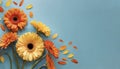 Creative composition of beautiful yellow and orange gerbera flowers with petals on blue background Royalty Free Stock Photo