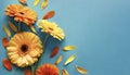 Creative composition of beautiful yellow and orange gerbera flowers with petals on blue background Royalty Free Stock Photo