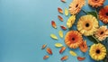 Creative composition of beautiful yellow and orange gerbera flowers with petals on blue background Royalty Free Stock Photo