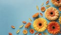 Creative composition of beautiful yellow and orange gerbera flowers with petals on blue background Royalty Free Stock Photo