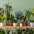 Creative composition of botanic home interior design with lots of plants in classic designed pots and accessories on the wooden