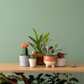Creative composition of botanic home interior design with lots of plants in classic designed pots and accessories on the wooden