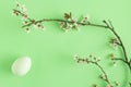 Creative composition with easter egg and natural Spring branch with flowers on light green background. Minimal nature concept. Royalty Free Stock Photo