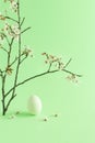 Creative composition with easter egg and natural Spring branch with flowers on light green background. Minimal nature concept Royalty Free Stock Photo