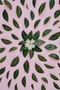 Creative composition in Green little leaves and flower represented over pink background separately.