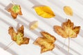 Creative composition made of dried leaves on white sunlit background with shadow. Autumn, fall, thanksgiving day concept. Flat