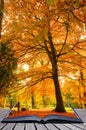 Creative concept idea of Autumn Fall forest Royalty Free Stock Photo