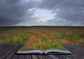 Creative concept idea of poppy field landscape Royalty Free Stock Photo