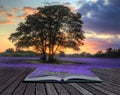 Creative concept image of lavender in sunset Royalty Free Stock Photo