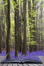 Creative concept pages of book Vibrant bluebell carpet Spring forest landscape Royalty Free Stock Photo