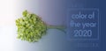 creative concept with parsley bunch with copy space design with soft color background f