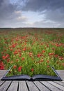 Creative concept of poppy field coming out of page Royalty Free Stock Photo