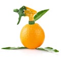 Creative conception of orange Royalty Free Stock Photo