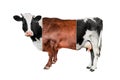 Creative Cow collage isoladed on white background