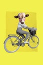 Creative 3d photo artwork graphics collage painting of funky lady riding bike cow instead head isolated drawing