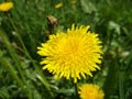 Creative dandelion. Wild yellow flowers. Beautiful plants Royalty Free Stock Photo