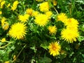 Creative dandelions in bright sunlight. Wild yellow flowers. Beautiful plants