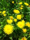 Creative dandelions in bright sunlight. Wild flowers. Beautiful plants. Vertical photo Royalty Free Stock Photo