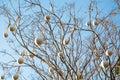 Creative decoration with Christmas toys, on a bare tree in the city Royalty Free Stock Photo