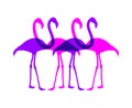 Creative design of flamingos group Royalty Free Stock Photo