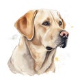 Creative and Detailed Cartoon Labrador in Watercolor Style,