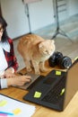 Creative female photographer with cute cat, using graphic drawing tablet and stylus pen Royalty Free Stock Photo