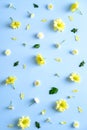 Creative flat lay composition with yellow flowers on blue background. Floral pattern. Flat lay, top view, copy sapce Royalty Free Stock Photo