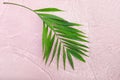 Creative flat lay top view of green tropical palm leaves on  pink water background Royalty Free Stock Photo